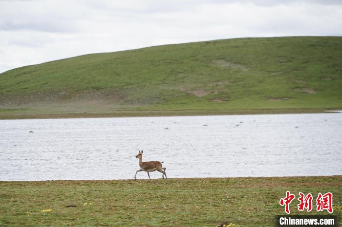 圖為藏原羚在扎陵湖岸畔悠閑漫步。　馬銘言 攝