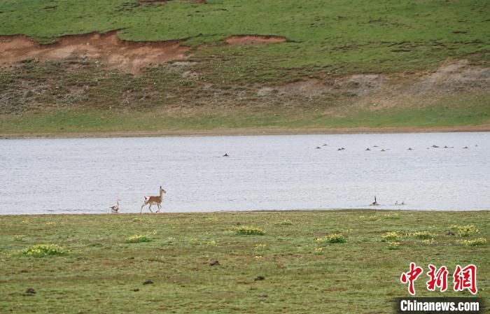 圖為藏原羚在扎陵湖岸畔悠閑漫步?！●R銘言 攝