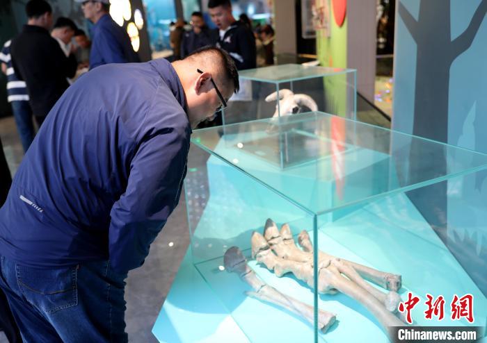 圖為臺(tái)商在祁連山國(guó)家公園生態(tài)科普館內(nèi)觀看標(biāo)本?！⊙Φ?攝