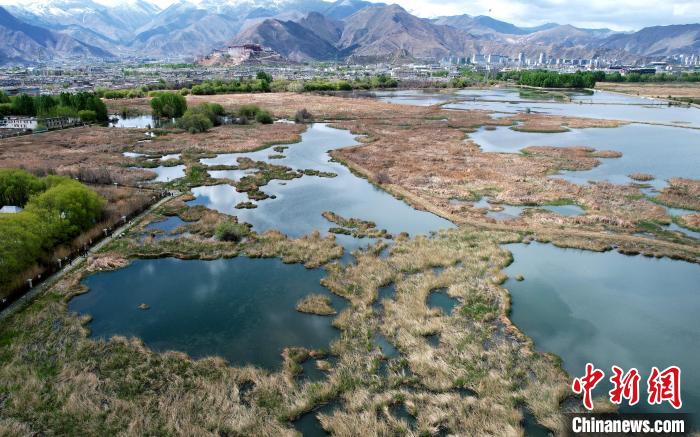 圖為拉薩拉魯濕地。(無人機(jī)照片) 李林 攝