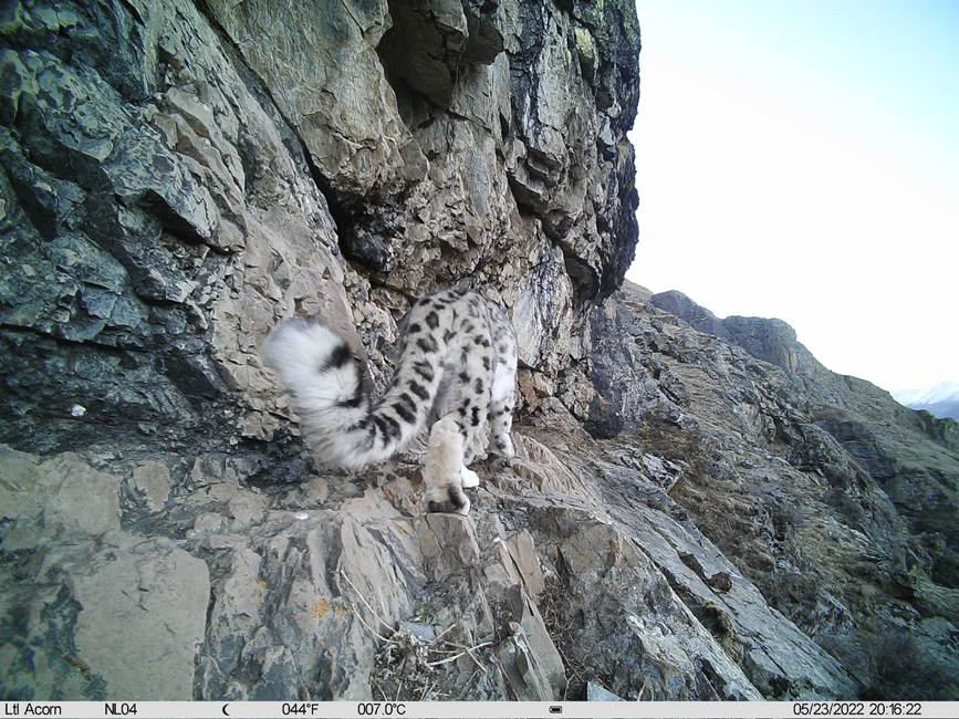 雪豹影像。山水自然保護(hù)中心供圖