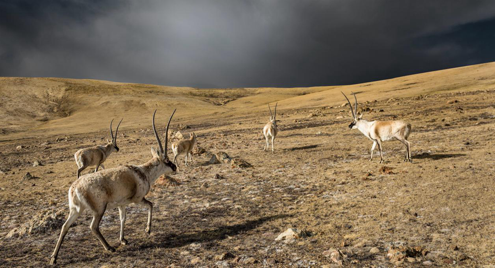 “高原精靈”藏羚羊。尼瑪多吉攝
