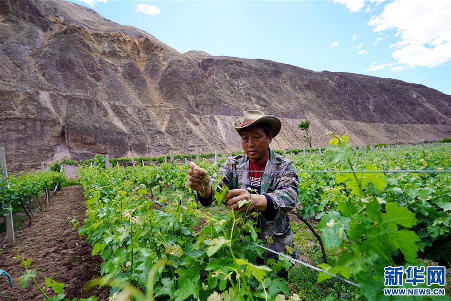 (決戰(zhàn)決勝脫貧攻堅·圖文互動)(3)西藏昌都“甜蜜”產(chǎn)業(yè)助脫貧