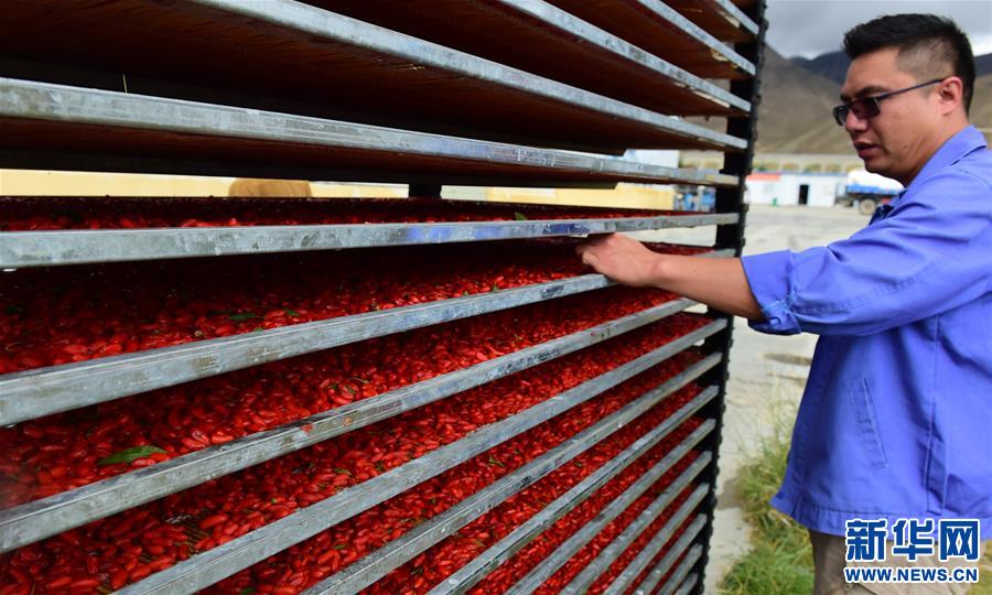 (脫貧攻堅(jiān))(2)西藏白朗:發(fā)展枸杞產(chǎn)業(yè)促進(jìn)村民增收