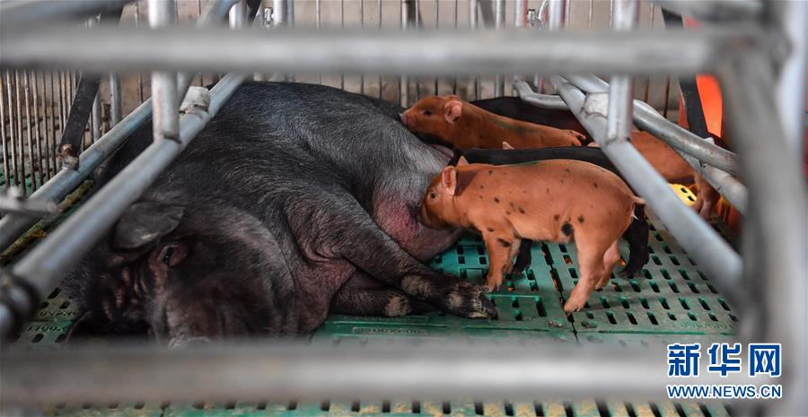 (社會)(3)西藏昌都:卡若香豬養(yǎng)殖助力貧困戶增收