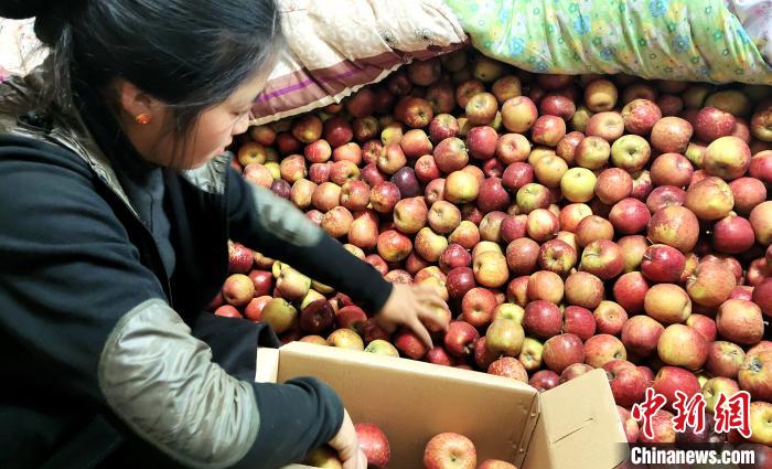 圖為通麥村村民巴桑拉姆精心挑選蘋果進(jìn)行裝箱?！∝暽＠?攝