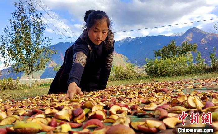 圖為通麥村村民巴桑拉姆晾曬切片蘋果?！∝暽＠?攝