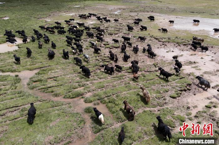近年來(lái)，那曲市班戈縣推行村級(jí)牧業(yè)經(jīng)濟(jì)合作社，牧民們將牛羊及草場(chǎng)作為股份加入合作社，部分牧民開(kāi)始從事旅游服務(wù)、服裝加工及運(yùn)輸?shù)刃袠I(yè)，收入逐年提高。圖為8月3日，班戈縣的牦牛群在一片草原濕地中覓食(資料圖)。　江飛波 攝