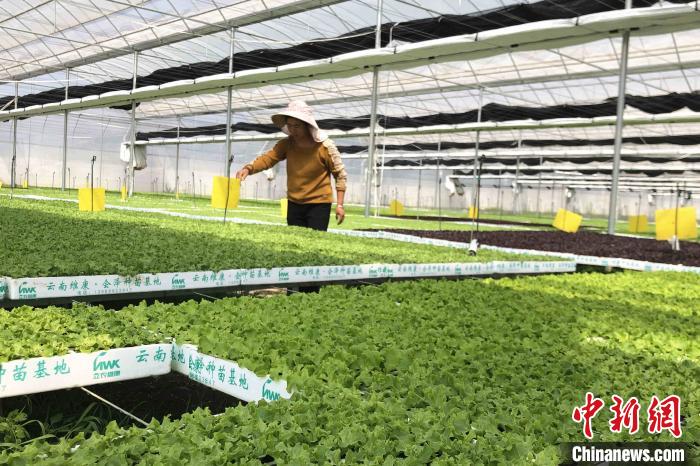 圖為會(huì)澤現(xiàn)代化農(nóng)業(yè)產(chǎn)業(yè)扶貧基地內(nèi)，貧困戶成為了產(chǎn)業(yè)工人?！】姵?攝