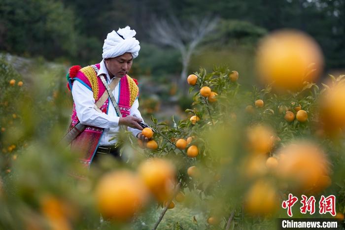 1月29日，京都村村民在柑橘園中采摘柑橘。<a target='_blank' ><p  align=