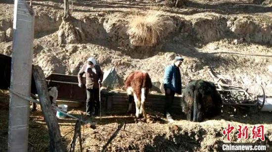 圖為孔繁福夫妻正在收拾牛圈?！±铍h　攝