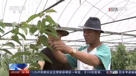 種蘑菇、養(yǎng)駱駝...。。特色產(chǎn)業(yè)助力鄉(xiāng)村振興走新路