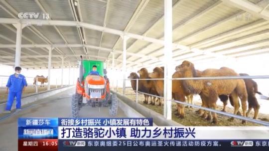 種蘑菇、養(yǎng)駱駝...。。特色產(chǎn)業(yè)助力鄉(xiāng)村振興走新路