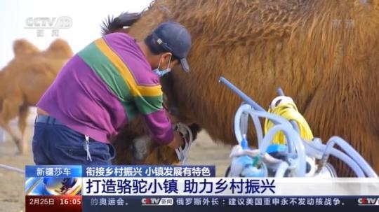 種蘑菇、養(yǎng)駱駝...。。特色產(chǎn)業(yè)助力鄉(xiāng)村振興走新路