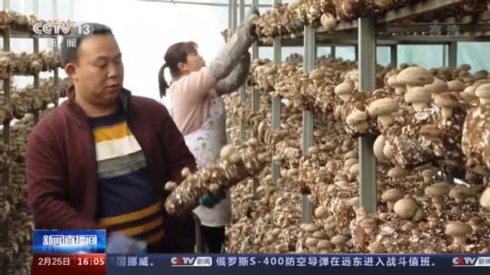 種蘑菇、養(yǎng)駱駝...。。特色產(chǎn)業(yè)助力鄉(xiāng)村振興走新路