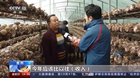 種蘑菇、養(yǎng)駱駝...。。特色產(chǎn)業(yè)助力鄉(xiāng)村振興走新路