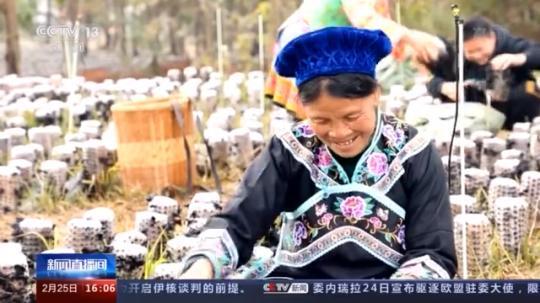 種蘑菇、養(yǎng)駱駝...。。特色產(chǎn)業(yè)助力鄉(xiāng)村振興走新路