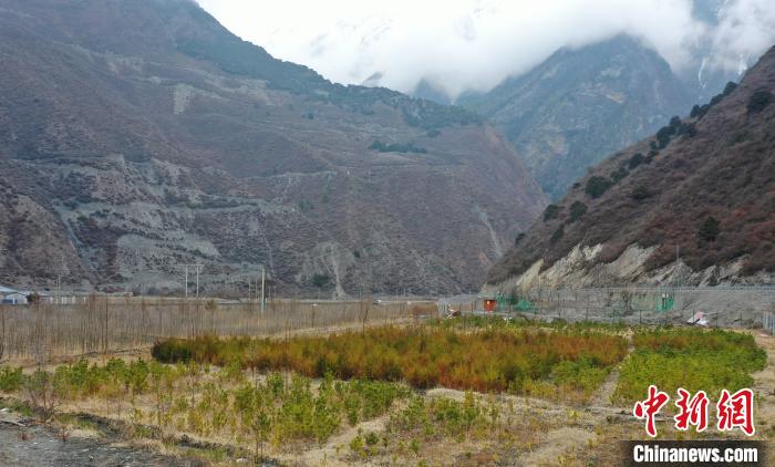 【幸?；ㄩ_(kāi)新邊疆】山南隆子縣藏族小伙的“綠色夢(mèng)想”