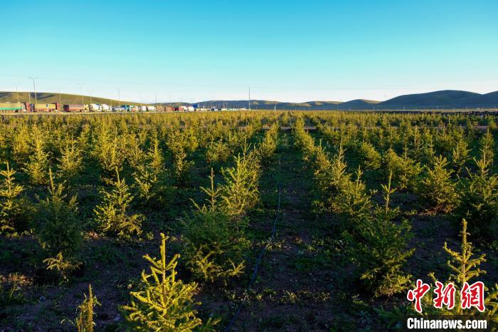 圖為科技團(tuán)隊(duì)在海拔4500米的西藏那曲種出“小森林”，其中超過7成成功越過5個(gè)冬天?！〗w波 攝