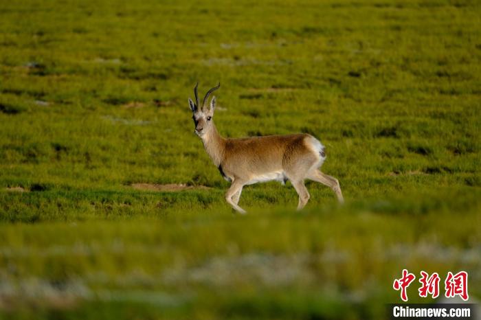 圖為西藏納木錯(cuò)湖邊的藏原羚休閑覓食?！〗w波 攝