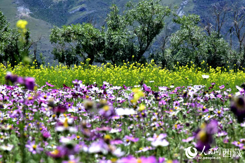 油菜花與格?；ㄏ嘤吵扇?。人民網(wǎng) 李海霞攝