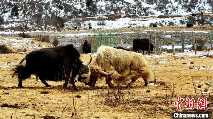 圖為角木那村生態(tài)散養(yǎng)的牦牛正在嬉戲?！“蜕Ｇ?　攝