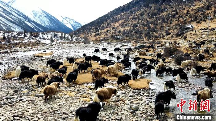 圖為角木那村生態(tài)散養(yǎng)的牦牛正在覓食?！『槿艉?攝