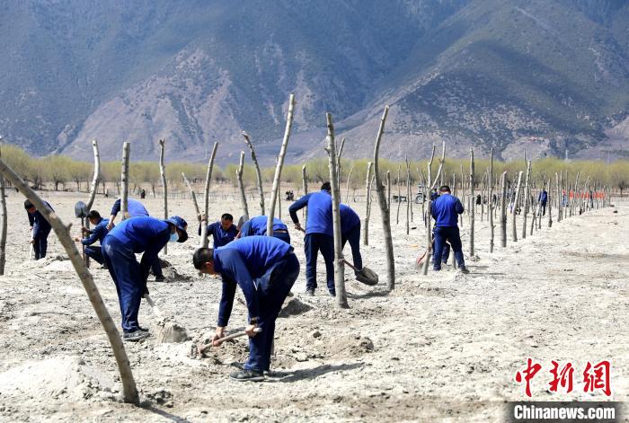 林芝市巴宜區(qū)森林消防中隊志愿服務隊熱火朝天的植樹現場?！∥骼@拉翁 攝
