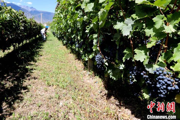 昌都芒康縣依托“兩江流域”干熱河谷地帶地理優(yōu)勢將康巴蜜橘、蘋果、甜石榴、葡萄、蜜桃等經(jīng)濟林木種植?！〔际忻⒖悼h委宣傳部供圖