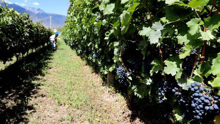 昌都芒康縣依托“兩江流域”干熱河谷地帶地理優(yōu)勢(shì)將康巴蜜橘、蘋果、甜石榴、葡萄、蜜桃等經(jīng)濟(jì)林木種植?！〔际忻⒖悼h委宣傳部供圖