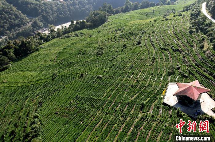 圖為西藏林芝市墨脫縣果果塘大拐彎附近的茶田。(無(wú)人機(jī)照片) 李林 攝