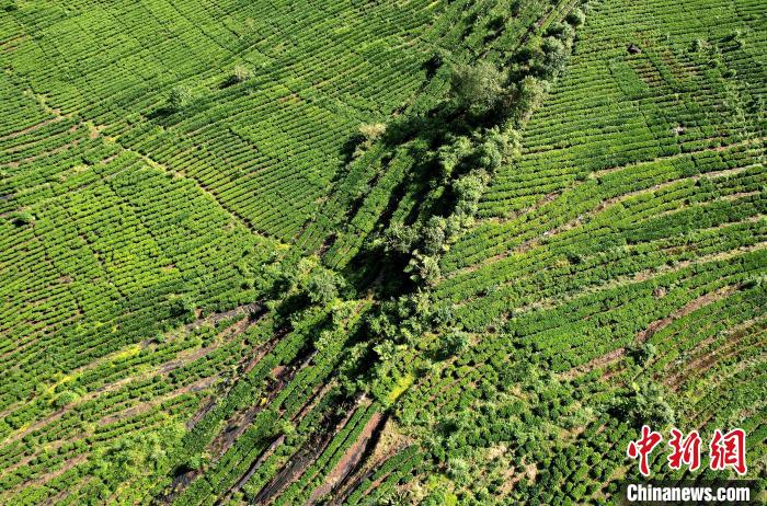 圖為西藏林芝市墨脫縣果果塘大拐彎附近的茶田。(無(wú)人機(jī)照片) 李林 攝