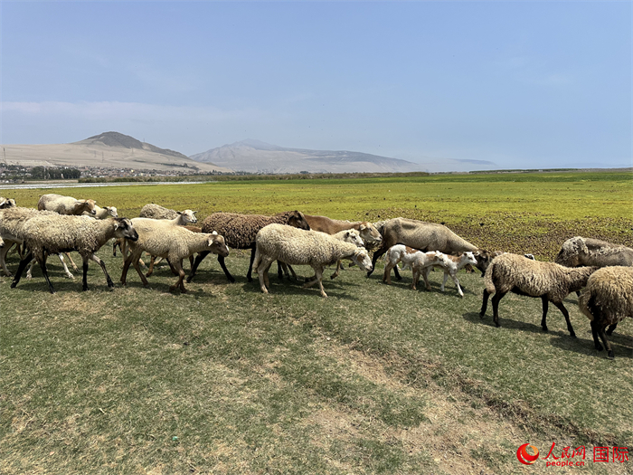 當(dāng)?shù)貢r(shí)間11月15日，羊群在錢凱港附近的圣羅莎濕地棲息。人民網(wǎng)記者 周雨攝