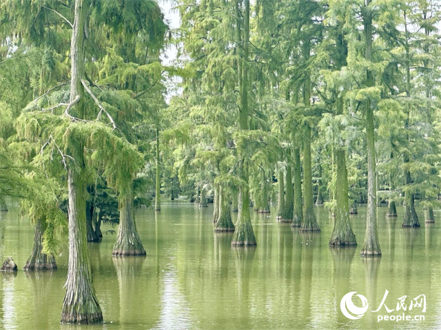 湖北省武漢漲渡湖濕地，池杉“破水而出”。人民網(wǎng)記者 張沛攝