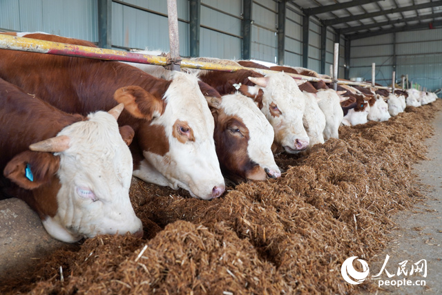 在思博農業(yè)科技有限公司內，肉牛正在吃秸稈轉化的飼料。人民網(wǎng)記者 陳若天攝
