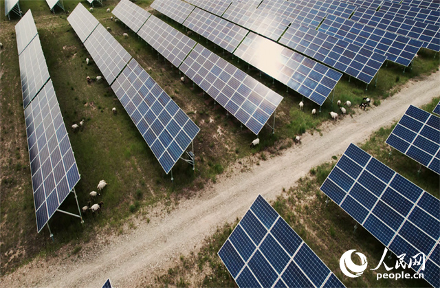 羊群在青海省海南州共和縣塔拉灘的光伏園區(qū)內吃草。人民網(wǎng)記者 馬天翼攝