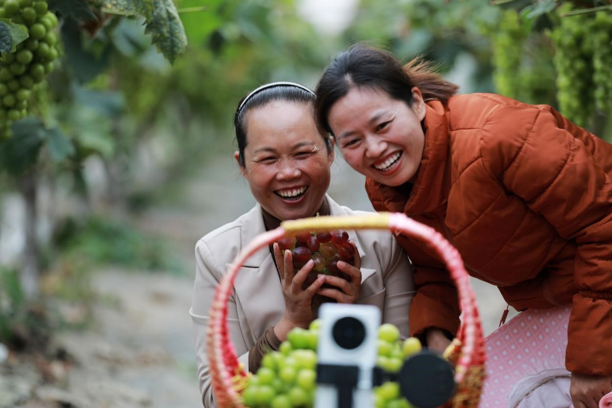 2024年10月6日，果農(nóng)在貴州省黔西市金碧鎮(zhèn)新蘭村葡萄園里進(jìn)行直播銷售。來源：人民圖片