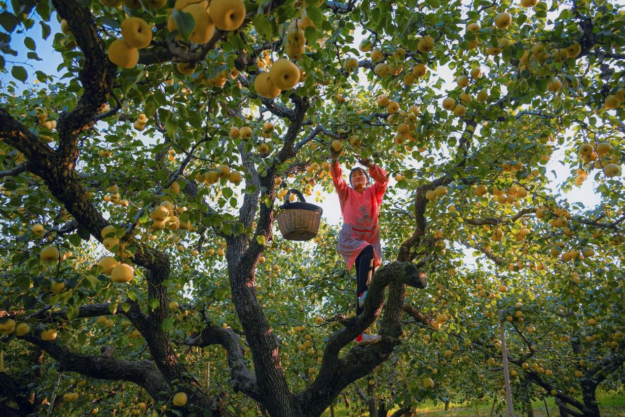 2024年10月4日，安徽省宿州市碭山縣程莊鎮(zhèn)衡樓村百年老梨園里，梨農(nóng)在忙著采摘酥梨。來源:人民圖片