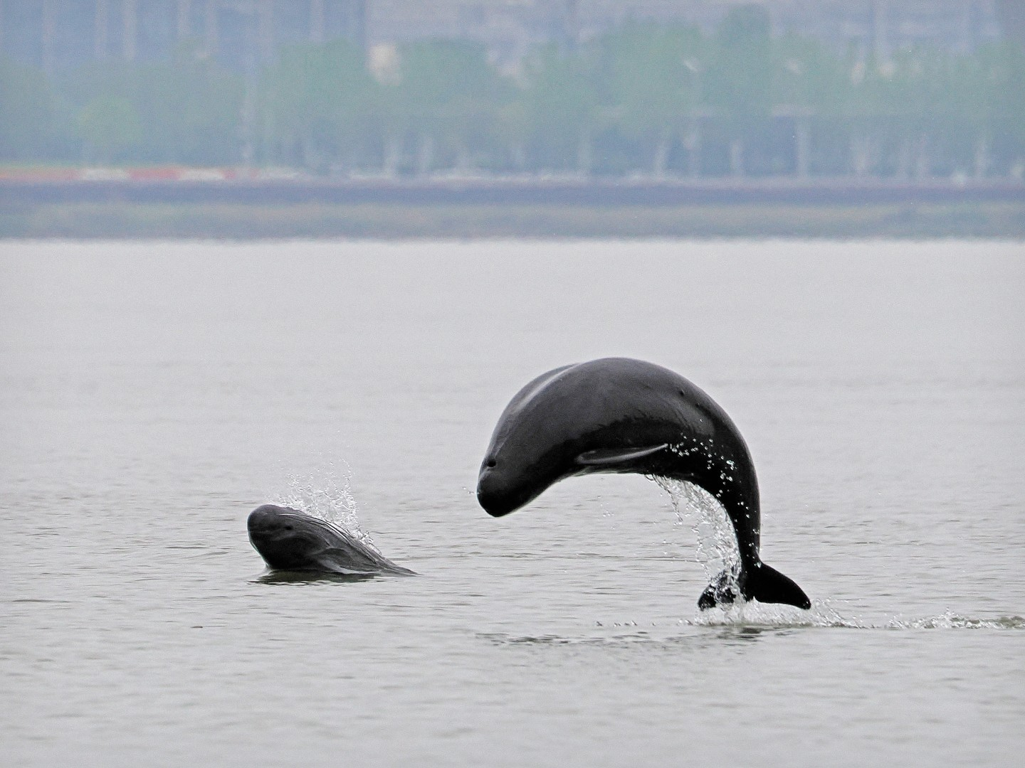 文化中國行 長江之歌丨微笑的江豚，從四千年前“游”來