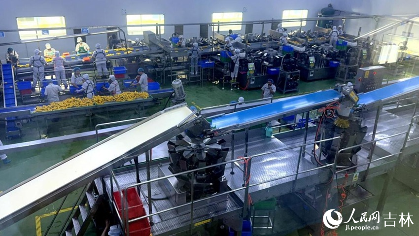 吉林省農(nóng)嫂食品有限公司生產(chǎn)車間內(nèi)一片火熱。人民網(wǎng)記者 王海躍攝