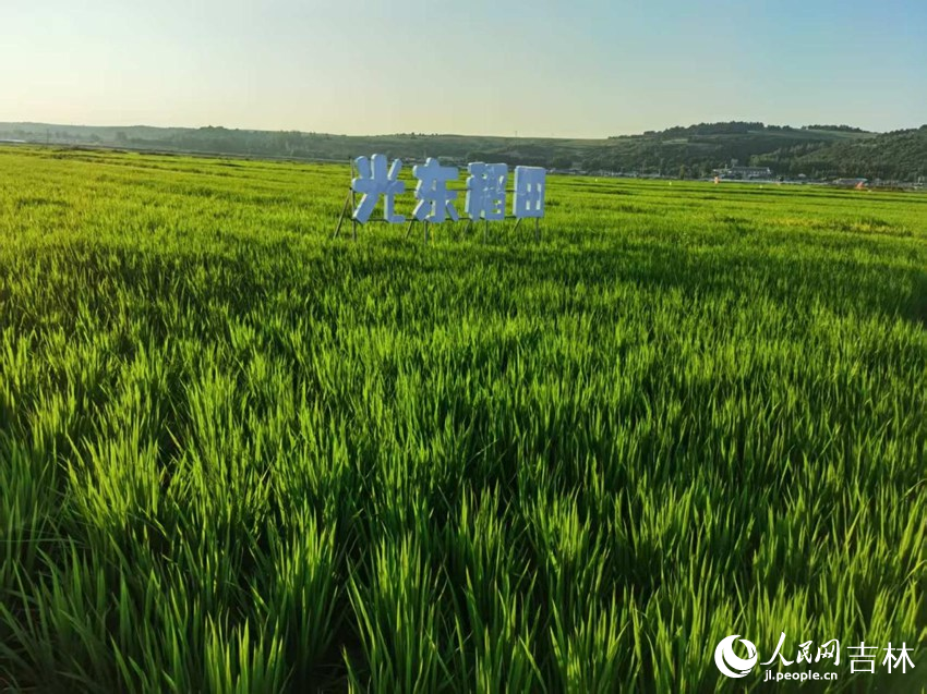 光東村稻田風(fēng)景美如畫（資料圖片）。人民網(wǎng)記者 王海躍攝