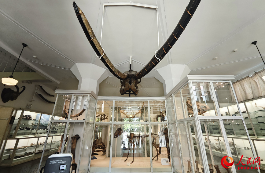 北疆博物院古生物陳列室內(nèi)的化石標本。人民網(wǎng)記者 孫一凡攝