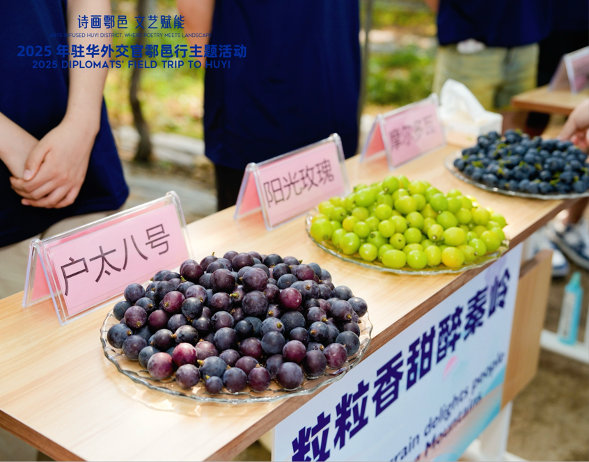 智慧“種”進葡萄園 駐華外交官品讀鄉(xiāng)村振興“中國甜”_fororder_圖片2