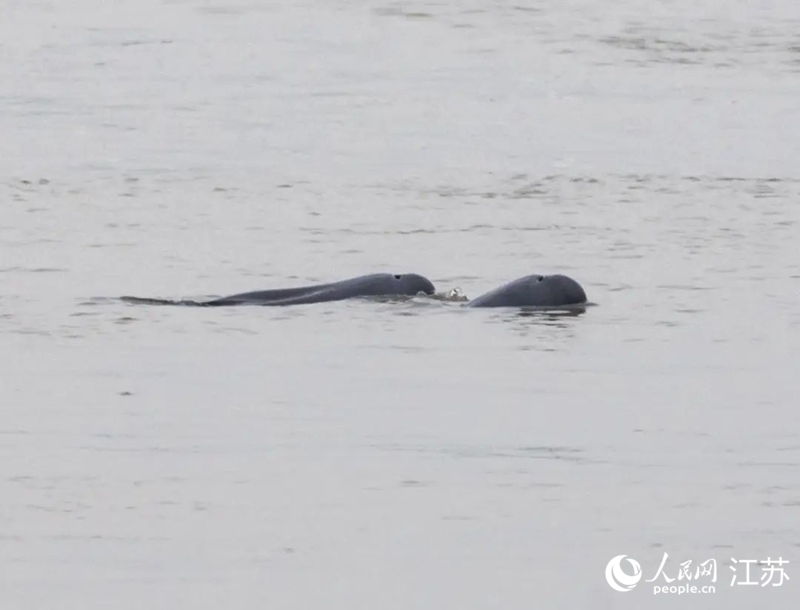 在南京長江新濟洲國家濕地公園拍到的江豚。人民網(wǎng)記者 王丹丹攝