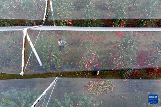 【高質(zhì)量發(fā)展看陜西】“上天”的延安蘋果，蘊(yùn)藏哪些新質(zhì)生產(chǎn)力