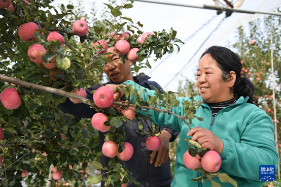 【高質(zhì)量發(fā)展看陜西】“上天”的延安蘋果，蘊(yùn)藏哪些新質(zhì)生產(chǎn)力