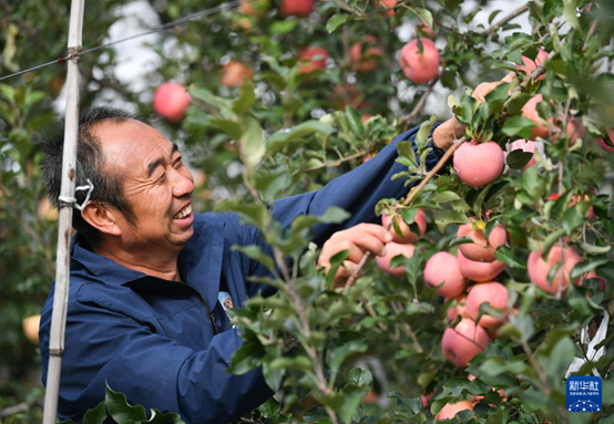 【高質(zhì)量發(fā)展看陜西】“上天”的延安蘋果，蘊(yùn)藏哪些新質(zhì)生產(chǎn)力