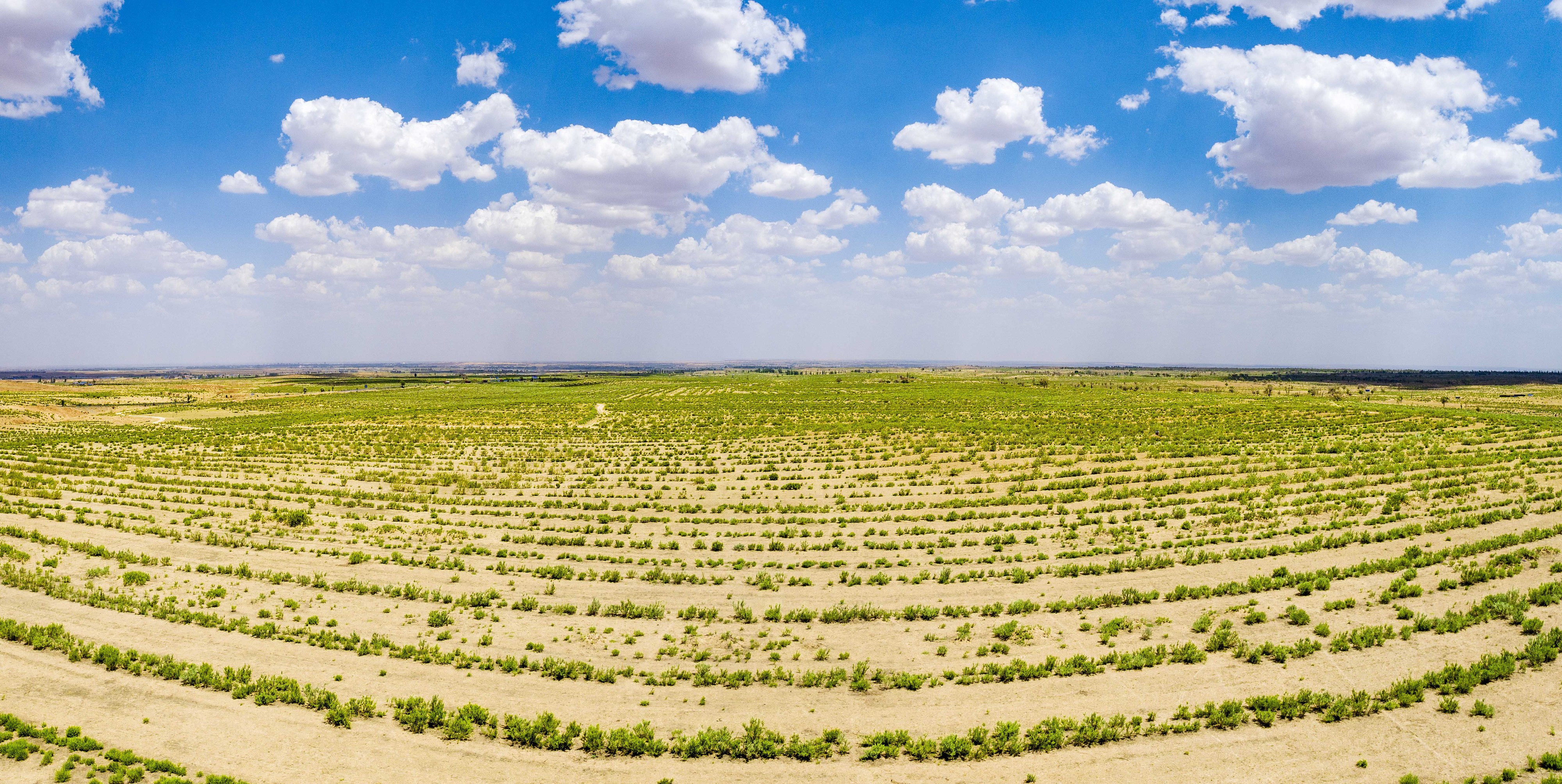 2023年6月7日，內(nèi)蒙古鄂爾多斯，毛烏素沙漠。