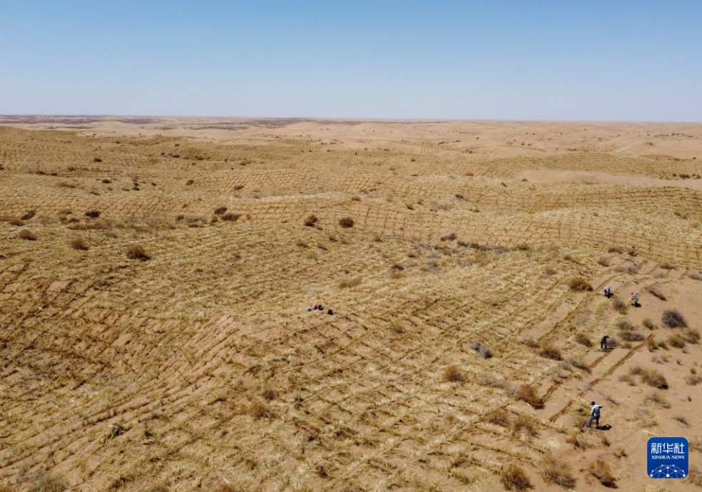 2024年4月10日，群眾在古浪縣八步沙林場麻黃塘沙區(qū)用草方格壓沙。新華社發(fā)（無人機照片）