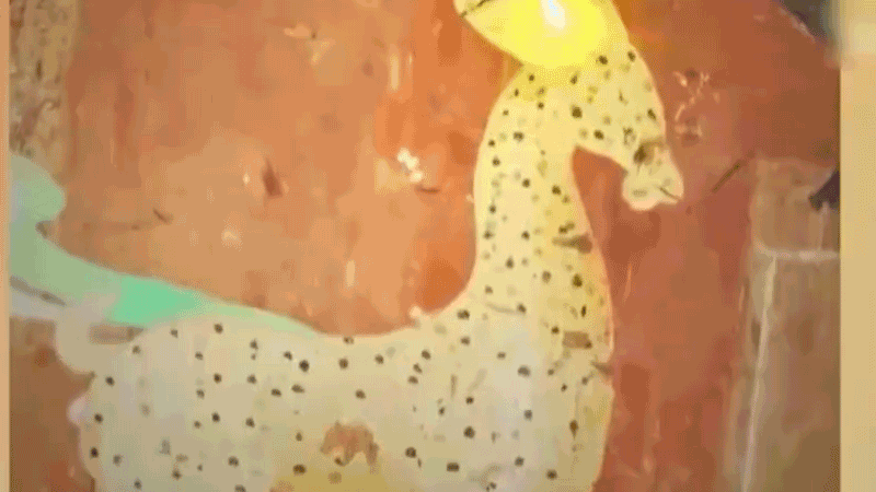 在全新技術(shù)支持下，敦煌莫高窟實現(xiàn)了窟內(nèi)文物窟外看的新體驗。